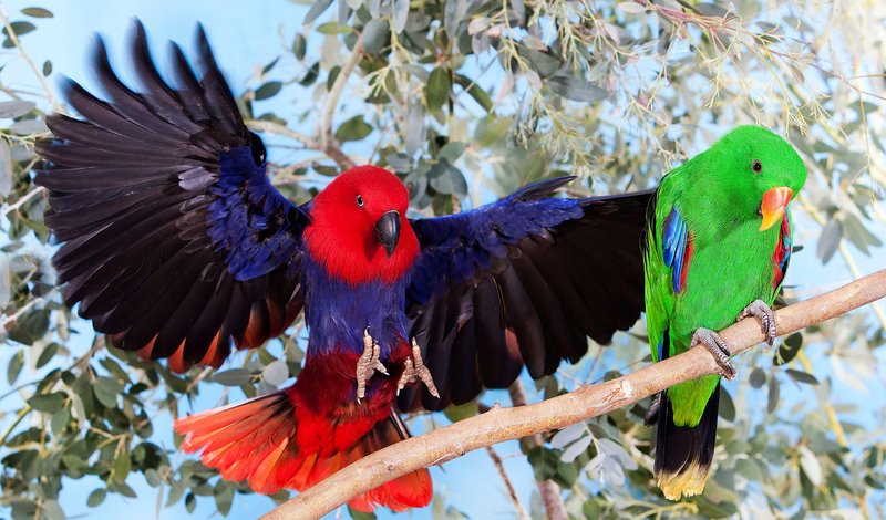 How Eclectus Parrots Adapt To Their Environment