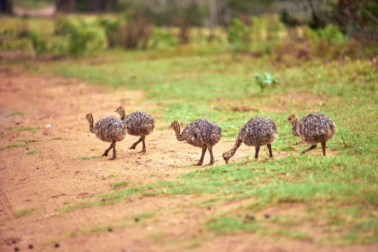 How Emus Raise Their Young In The Wild