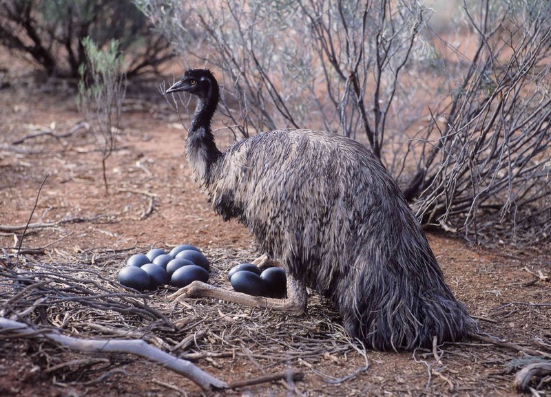 How Emus Survive In Harsh Environments
