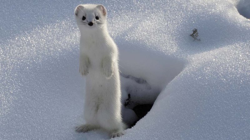 How Ermines Raise Their Young In The Wild