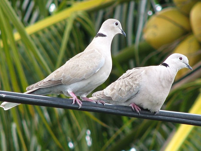 How Eurasian Collared Doves Adapt To Their Environment