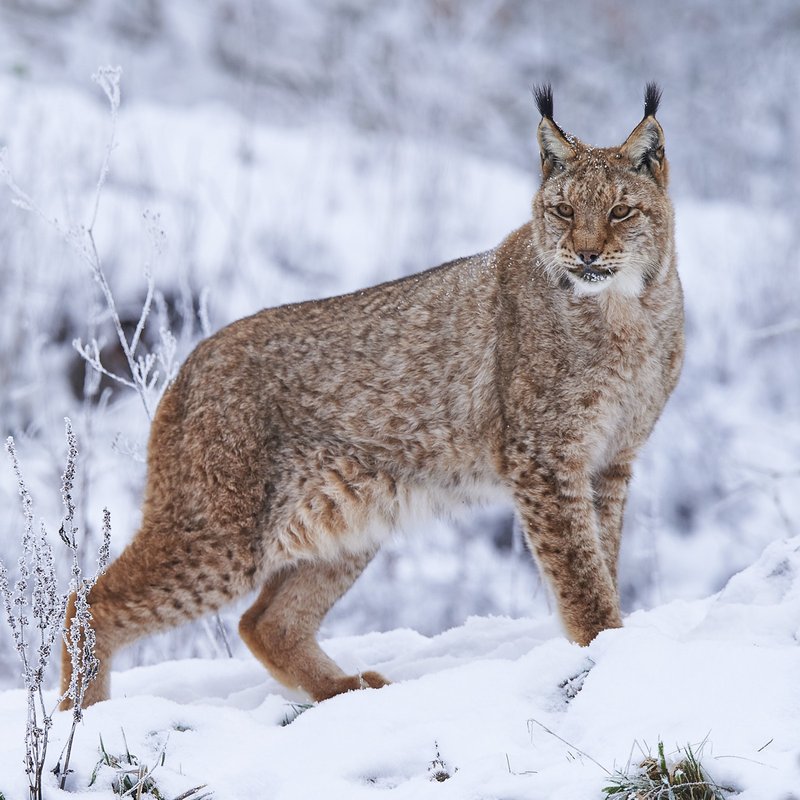 How Eurasian Lynxs Survive In Harsh Environments