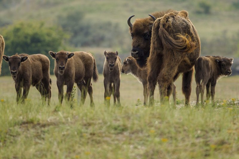 How European Bisons Raise Their Young In The Wild