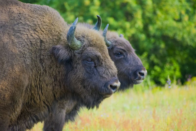 How European Bisons Survive In Harsh Environments