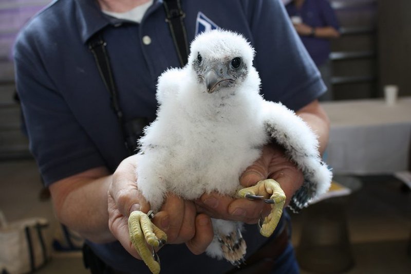 How Falcons Survive In Harsh Environments
