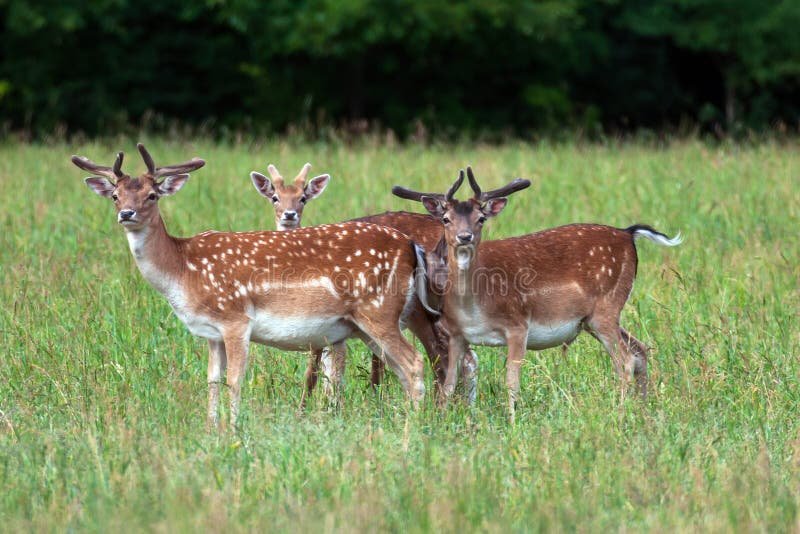 How Fallow Deers Raise Their Young In The Wild