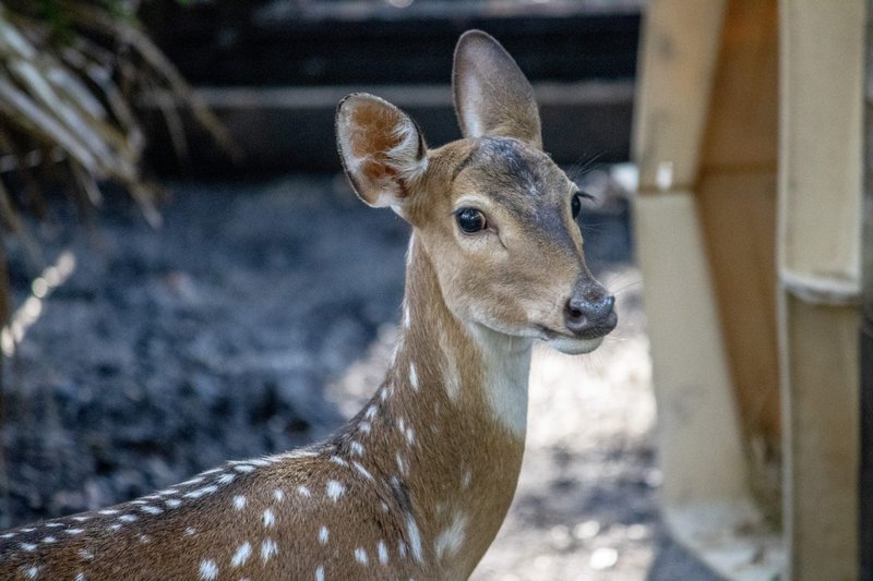 How Fallow Deers Survive In Harsh Environments