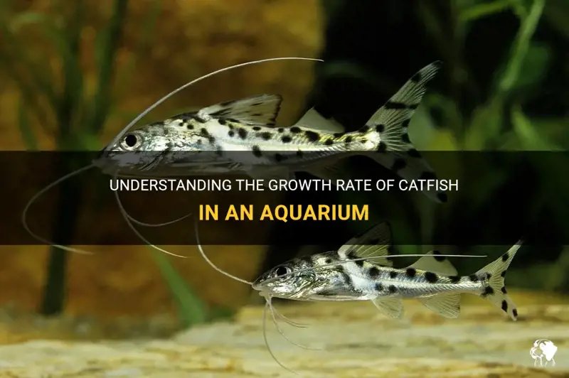 How Fast Do Catfish Grow? Growth Rate And Size Explained