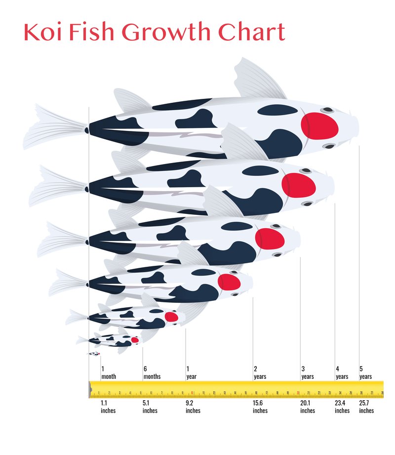 How Fast Do Koi Grow? Growth Rate And Size Explained