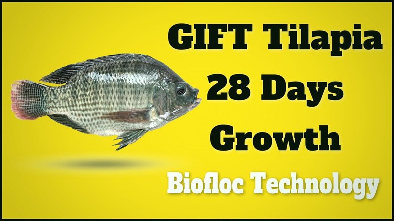 How Fast Do Tilapia Grow? Growth Rate And Size Explained