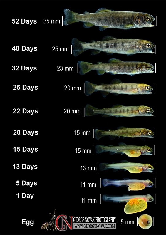 How Fast Do Trout Grow? Growth Rate And Size Explained