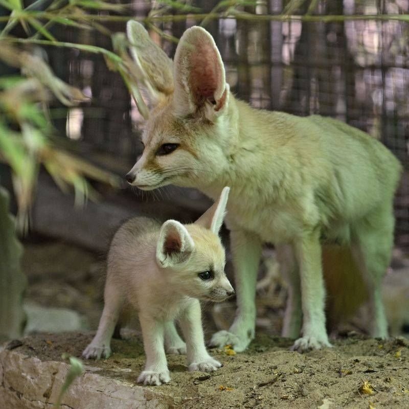 How Fennec Foxs Raise Their Young In The Wild