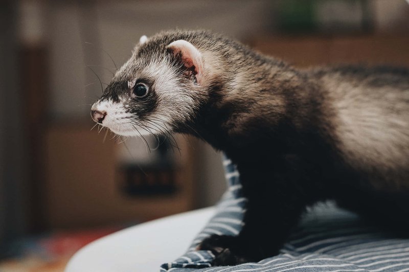 How Ferrets Survive In Harsh Environments