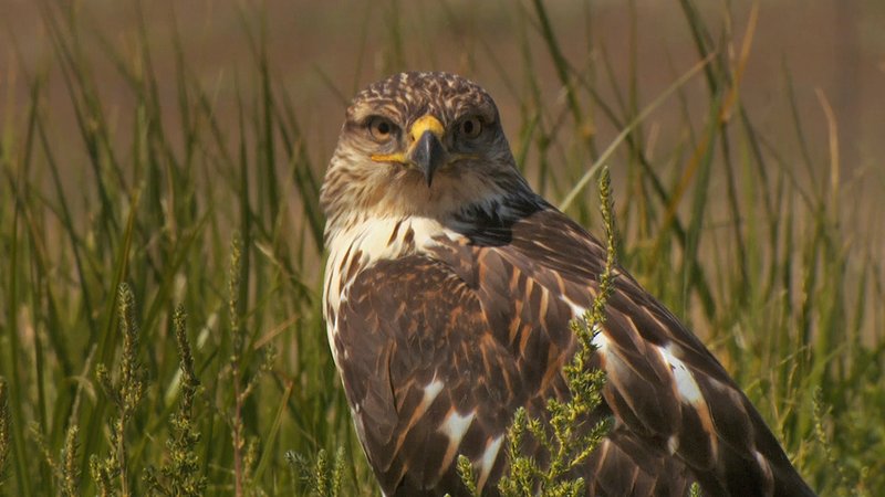How Ferruginous Hawks Adapt To Their Environment