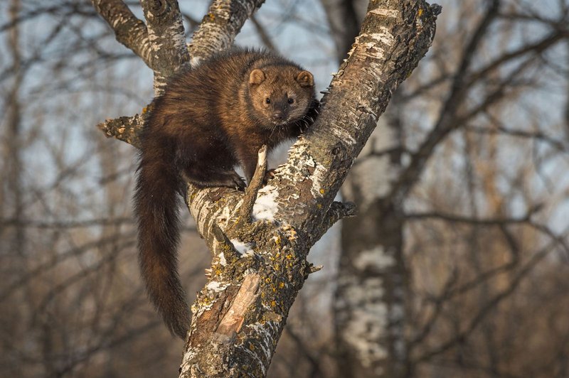 How Fishers Survive In Harsh Environments