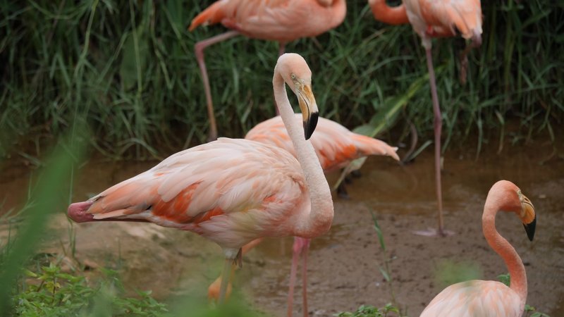 How Flamingos Adapt To Their Environment
