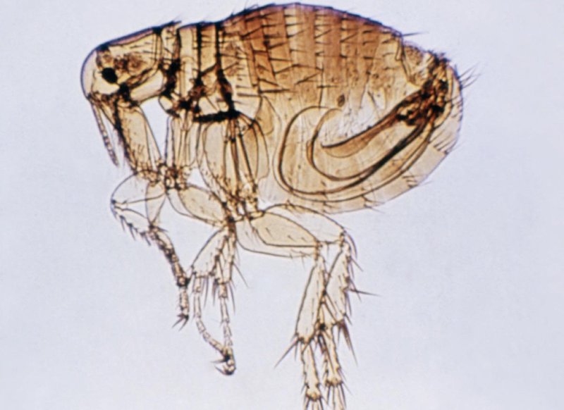 How Fleas Communicate And Interact