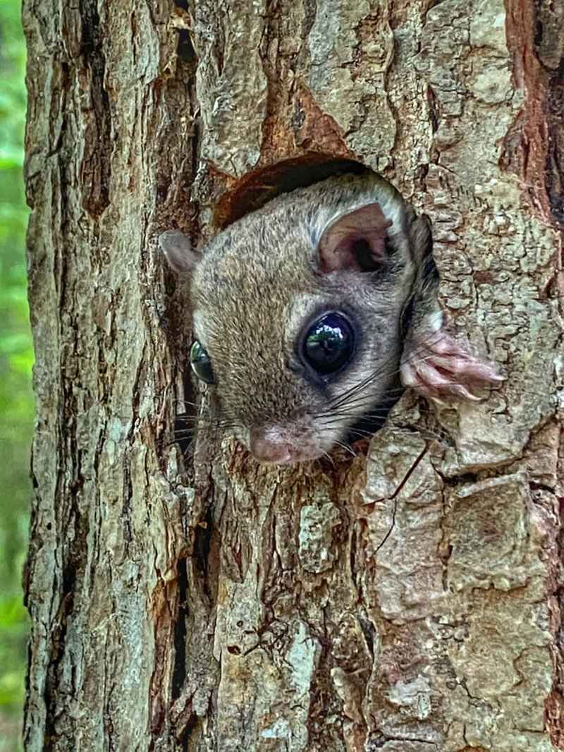 How Flying Squirrels Raise Their Young In The Wild