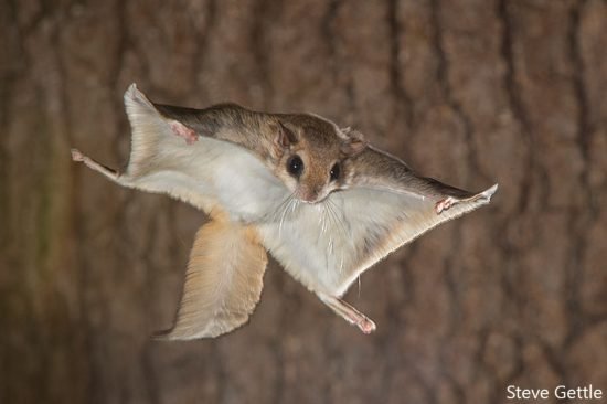How Flying Squirrels Survive In Harsh Environments