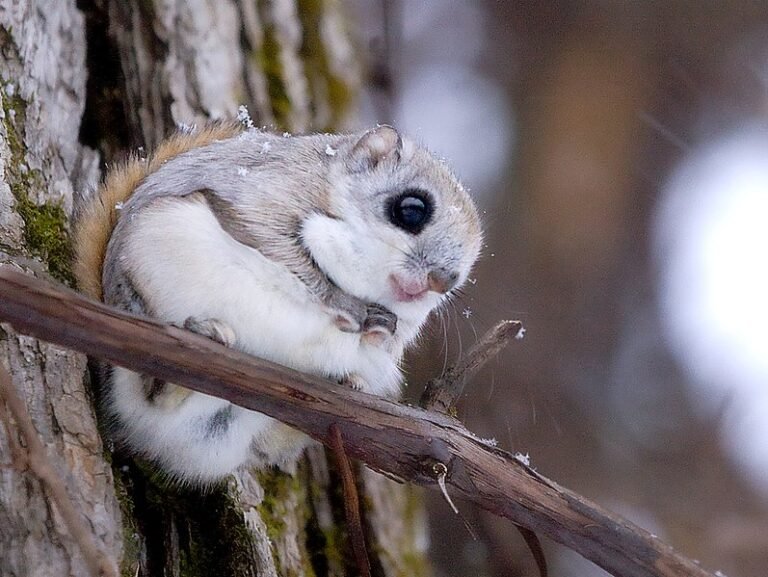 How Flying Squirrels Survive In Harsh Environments