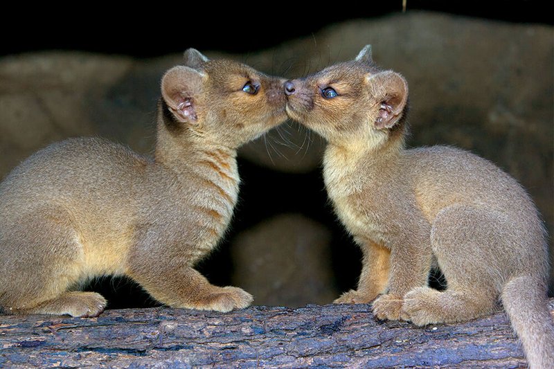 How Fossas Raise Their Young In The Wild