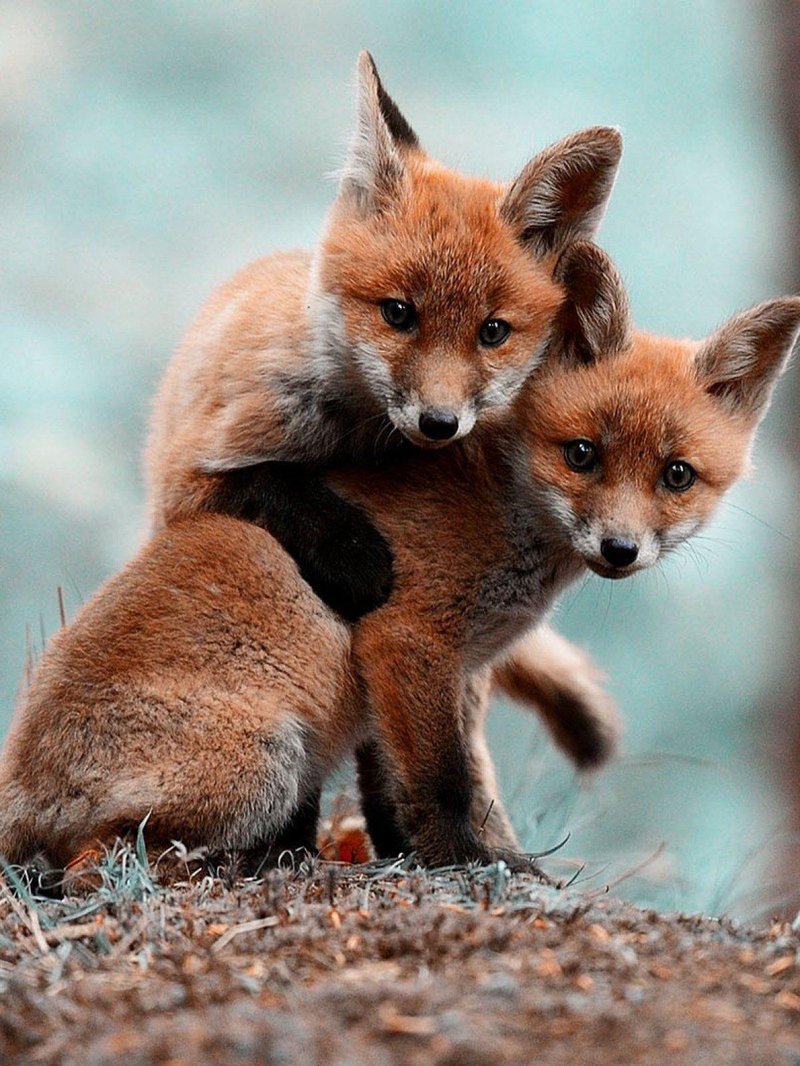 How Foxs Raise Their Young In The Wild
