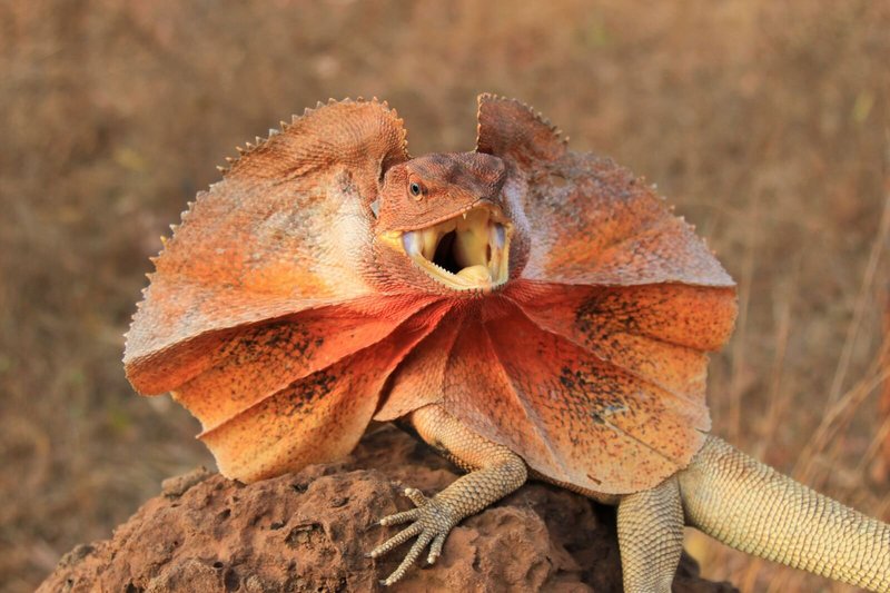 How Frilled Lizards Raise Their Young In The Wild