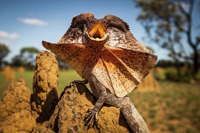 How Frilled Lizards Survive In Harsh Environments