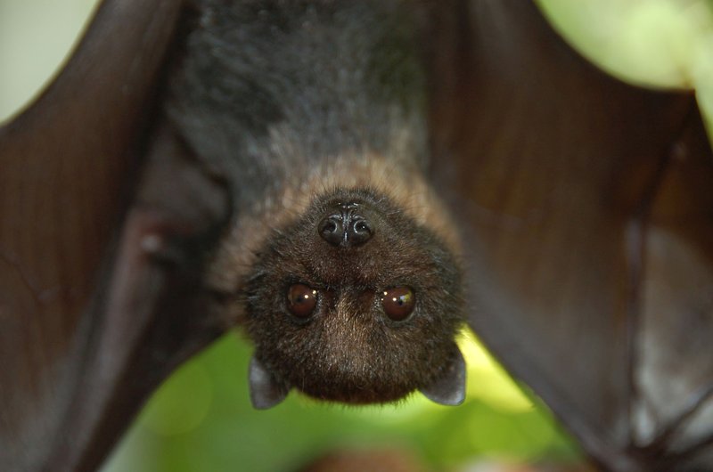 How Fruit Bats Survive In Harsh Environments