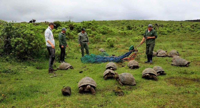 How Galã¡Pagos Tortoises Raise Their Young In The Wild
