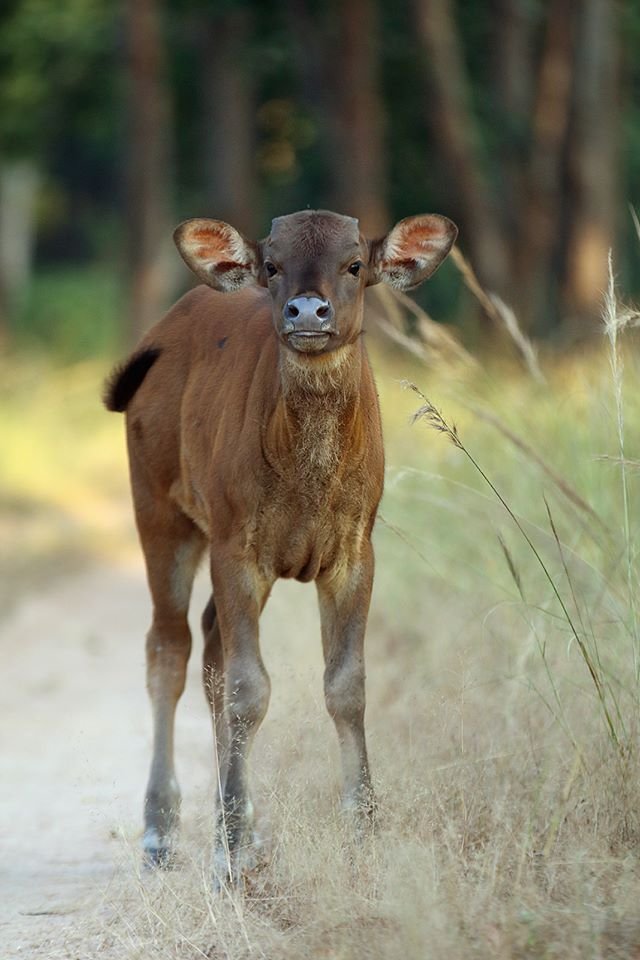 How Gaurs Raise Their Young In The Wild