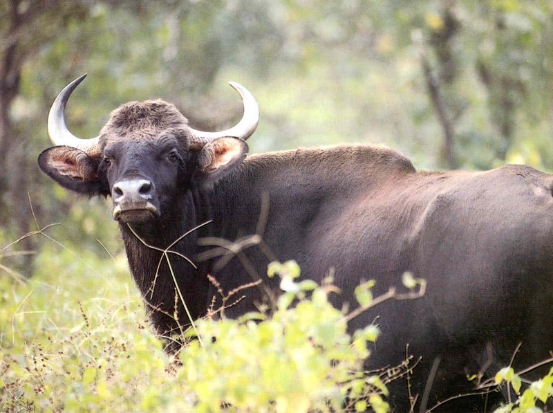 How Gaurs Survive In Harsh Environments