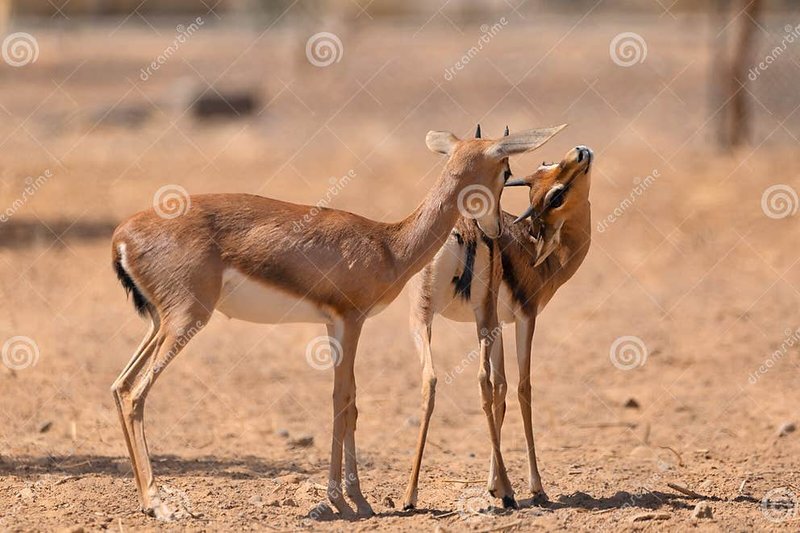 How Gazelles Raise Their Young In The Wild