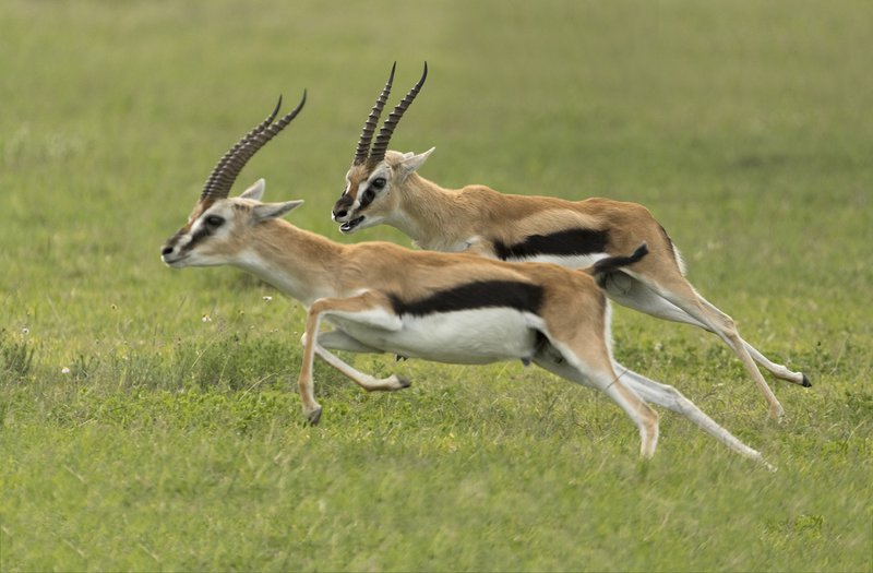How Gazelles Survive In Harsh Environments