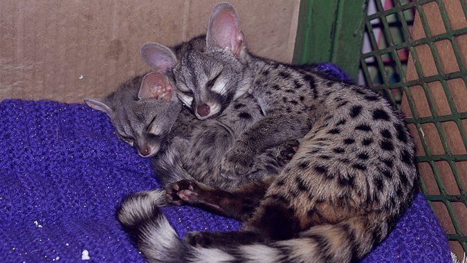 How Genets Raise Their Young In The Wild