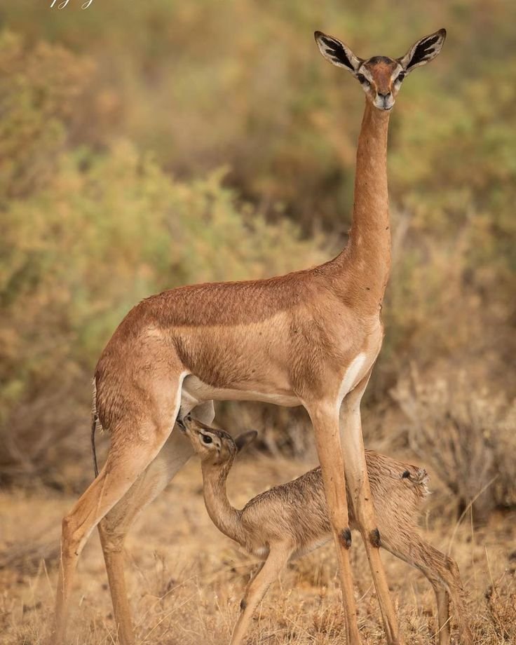 How Gerenuks Raise Their Young In The Wild