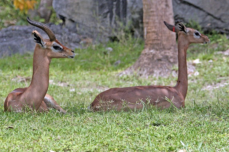 How Gerenuks Survive In Harsh Environments