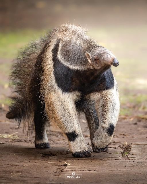 How Giant Anteaters Raise Their Young In The Wild