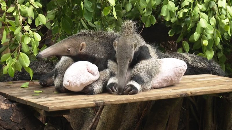 How Giant Anteaters Survive In Harsh Environments