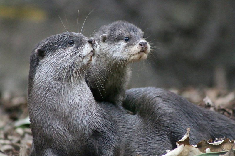 How Giant Otters Raise Their Young In The Wild