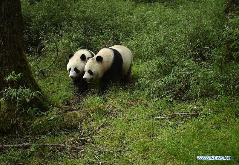 How Giant Pandas Raise Their Young In The Wild