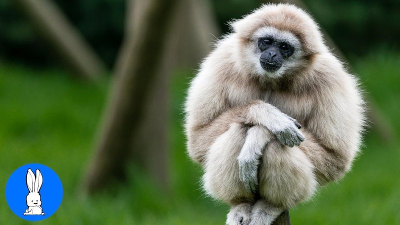 How Gibbons Raise Their Young In The Wild
