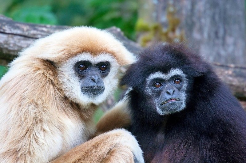How Gibbons Survive In Harsh Environments
