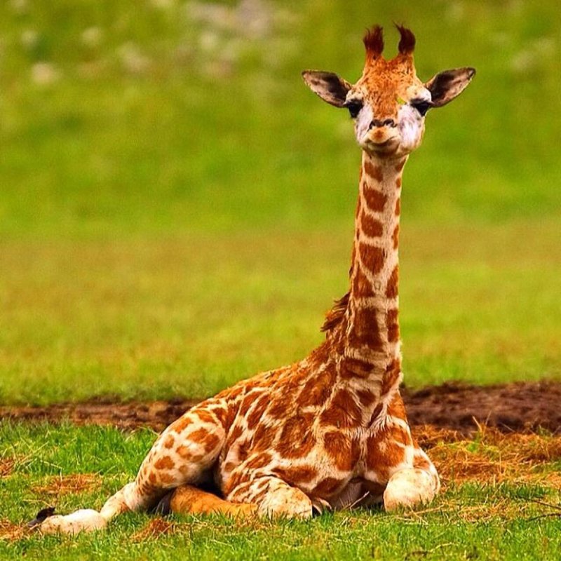 How Giraffes Raise Their Young In The Wild