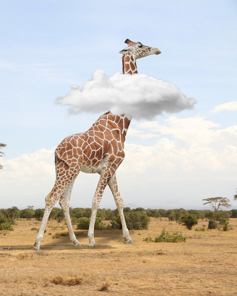 How Giraffes Survive In Harsh Environments