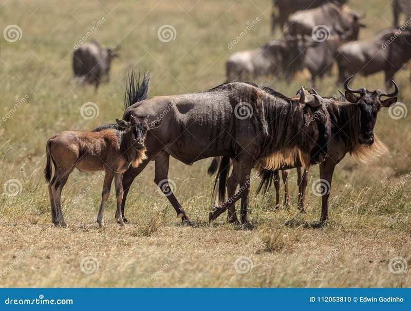 How Gnus Raise Their Young In The Wild