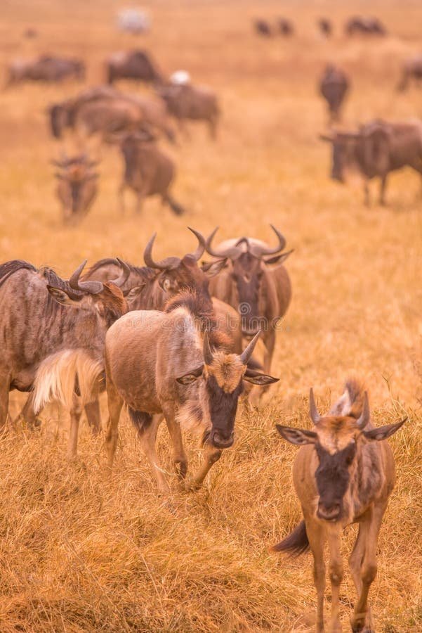 How Gnus Survive In Harsh Environments