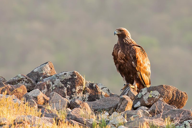 How Golden Eagles Adapt To Their Environment