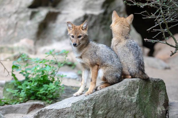 How Golden Jackals Raise Their Young In The Wild