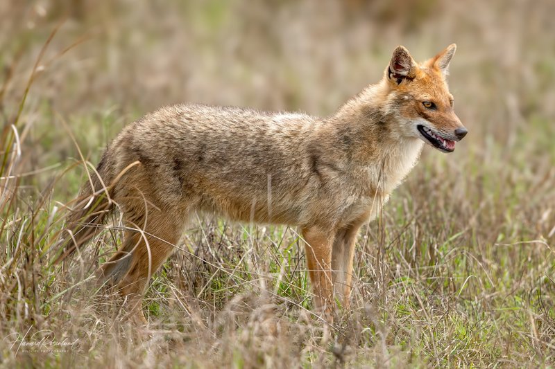 How Golden Jackals Survive In Harsh Environments